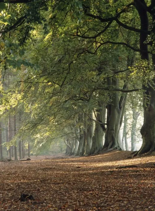 Framed Print : Stately Row of Harlestone Firs