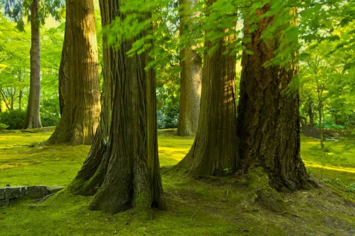 Framed Print : Stately trees in early autumn, Portland Japanese Garden, Portland, Oregon, USA