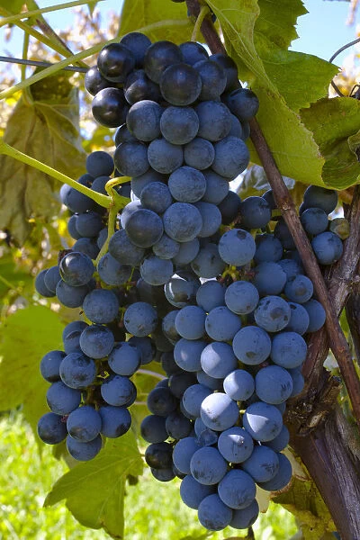 Ste-Croix grapes, Sutton, Quebec, Canada