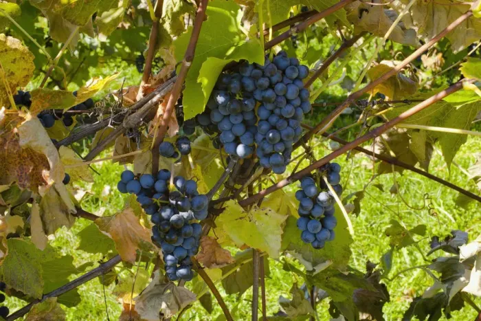 Framed Print : Ste-Croix grapes, Sutton, Quebec, Canada