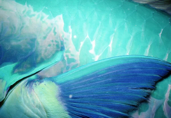 Steephead parrotfish (Chlorurus microrhinos), detail of pectoral fin