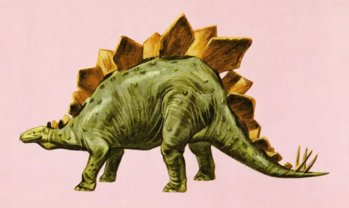 Framed Print : Stegosaurus Dinosaur Framed Print : Stegosaurus Dinosaur