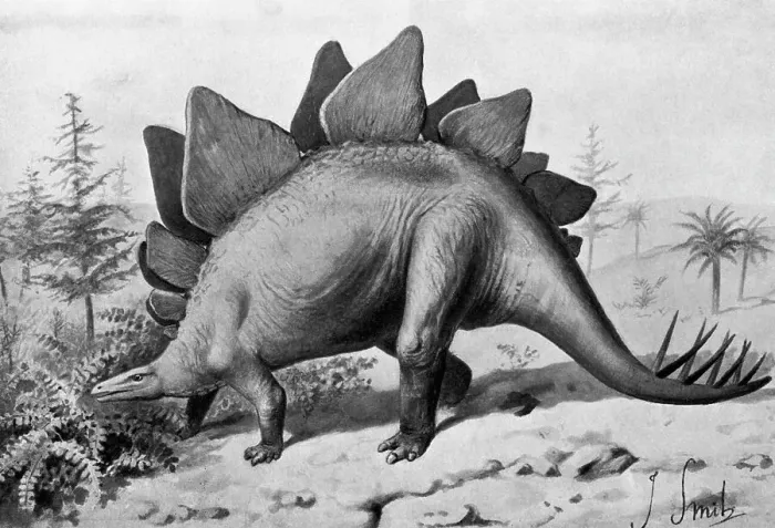 Framed Print : Stegosaurus Dinosaur Of Jurassic Age Framed Print : Stegosaurus Dinosaur Of Jurassic Age