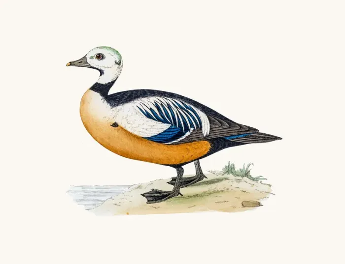 Framed Print : Steller Eider Sea Duck Waterfowl bird Framed Print : Steller Eider Sea Duck Waterfowl bird