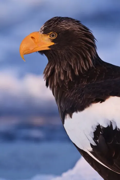 Framed Print : Stellers Eagle Portrait Framed Print : Stellers Eagle Portrait