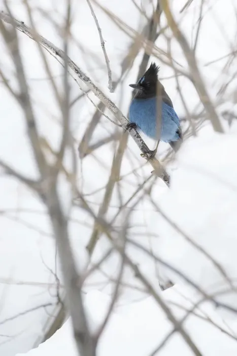 Framed Print : Stellers Jay Framed Print : Stellers Jay