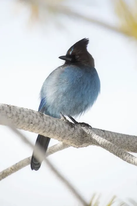 Framed Print : Stellers Jay Framed Print : Stellers Jay