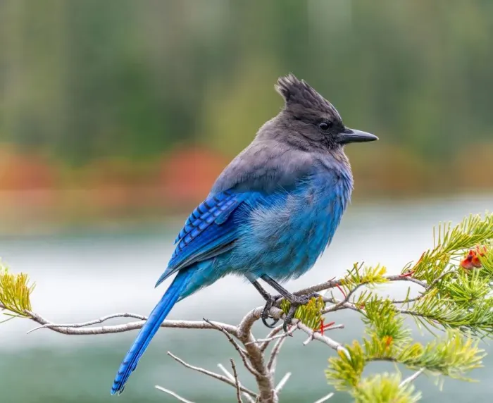 Framed Print : Stellers jay (Cyanocitta stelleri), blue bird sitting on a branch Framed Print : Stellers jay (Cyanocitta stelleri), blue bird sitting on a branch