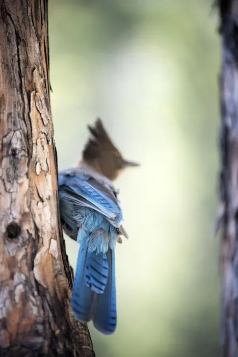 Framed Print : Stellers Jay in Lake Tahoe Framed Print : Stellers Jay in Lake Tahoe