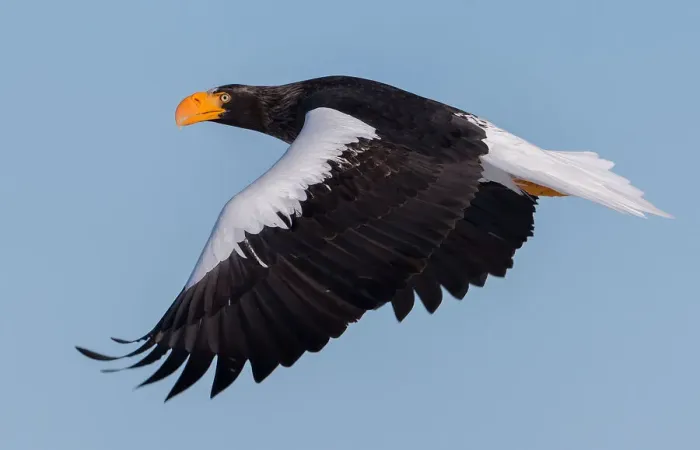 Framed Print : Stellers sea-eagle Framed Print : Stellers sea-eagle
