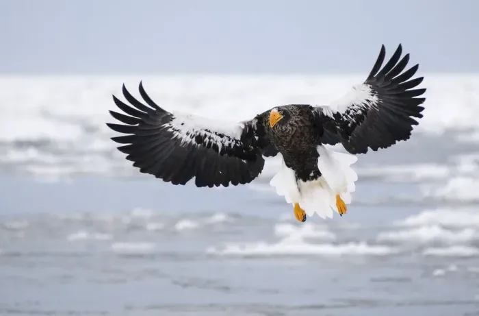 Framed Print : Stellers sea eagle Framed Print : Stellers sea eagle