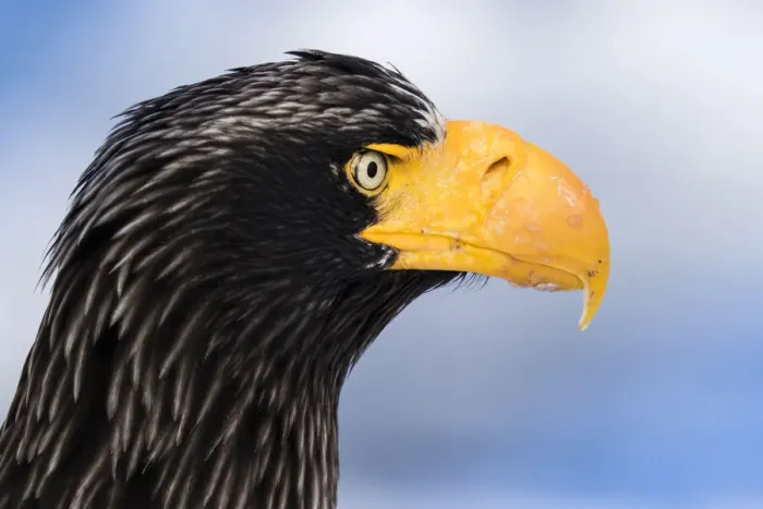 Framed Print : Stellers sea eagle Framed Print : Stellers sea eagle