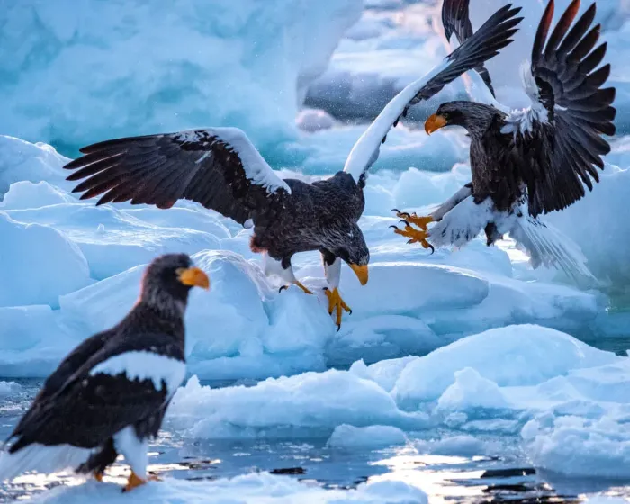 Framed Print : Stellers sea eagle on the drift ice Framed Print : Stellers sea eagle on the drift ice