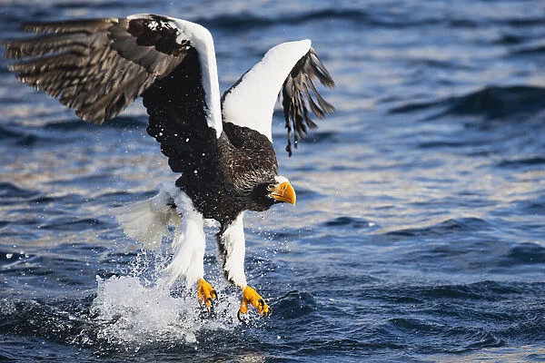 A Stellers sea eagle fishing