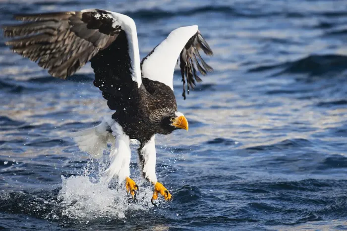 Framed Print : A Stellers sea eagle fishing Framed Print : A Stellers sea eagle fishing