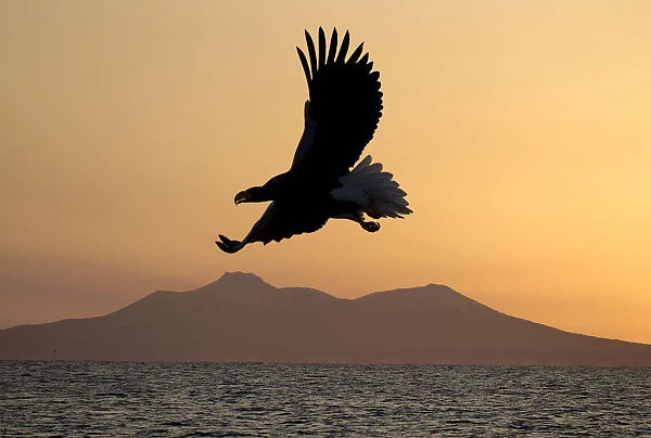 Stellers sea eagle flying over Rausu harbour