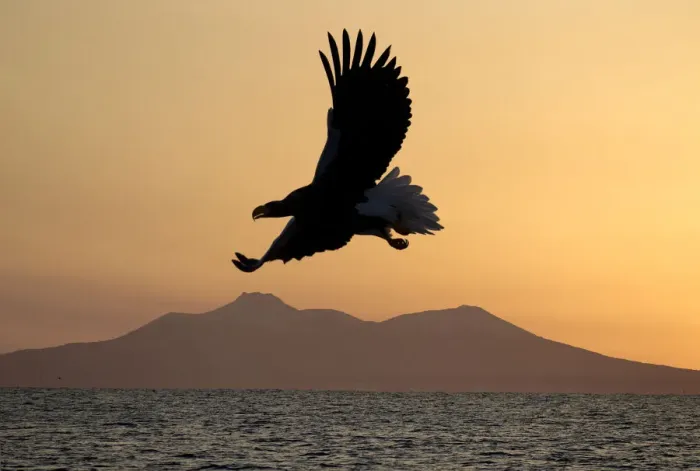 Framed Print : Stellers sea eagle flying over Rausu harbour Framed Print : Stellers sea eagle flying over Rausu harbour