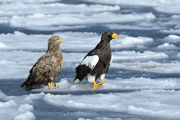Stellers Sea Eagle -Haliaeetus pelagicus- and a White-tailed Eagle or Sea Eagle -Haliaeetus albicilla- perched on an ice floe, Rausu, Menashi, Hokkaido, Japan