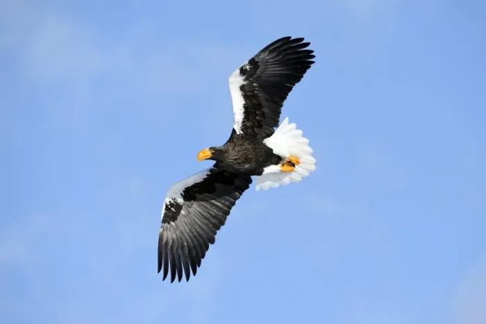 Framed Print : Stellers Sea Eagle -Haliaeetus pelagicus- in flight, Rausu, Menashi, Hokkaido, Japan Framed Print : Stellers Sea Eagle -Haliaeetus pelagicus- in flight, Rausu, Menashi, Hokkaido, Japan