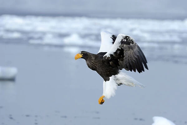 Stellers Sea Eagle -Haliaeetus pelagicus- in flight, Rausu, Menashi, Hokkaido, Japan