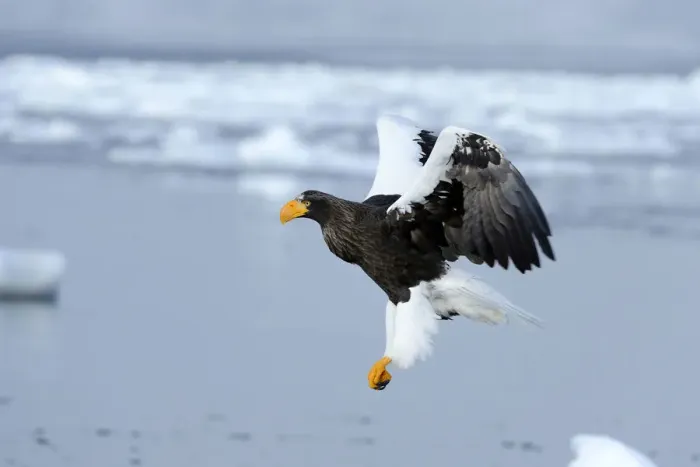 Framed Print : Stellers Sea Eagle -Haliaeetus pelagicus- in flight, Rausu, Menashi, Hokkaido, Japan Framed Print : Stellers Sea Eagle -Haliaeetus pelagicus- in flight, Rausu, Menashi, Hokkaido, Japan
