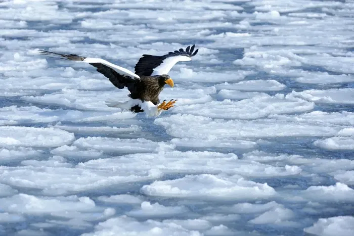 Framed Print : Stellers Sea Eagle -Haliaeetus pelagicus- in flight above drifting ice, Rausu, Menashi, Hokkaido, Japan