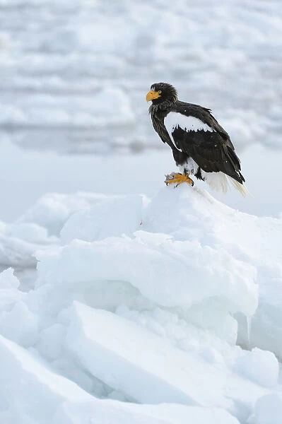 Stellers Sea Eagle -Haliaeetus pelagicus- perched on an ice floe, Rausu, Menashi, Hokkaido, Japan