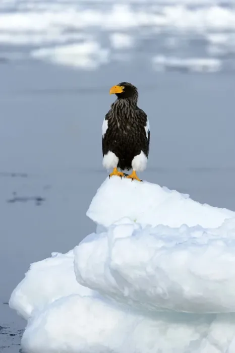 Framed Print : Stellers Sea Eagle -Haliaeetus pelagicus- perched on an ice floe, Rausu, Menashi, Hokkaido, Japan