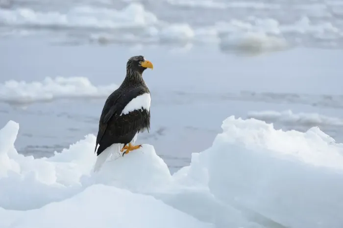 Framed Print : Stellers Sea Eagle -Haliaeetus pelagicus- perched on an ice floe, Rausu, Menashi, Hokkaido, Japan Framed Print : Stellers Sea Eagle -Haliaeetus pelagicus- perched on an ice floe, Rausu, Menashi, Hokkaido, Japan