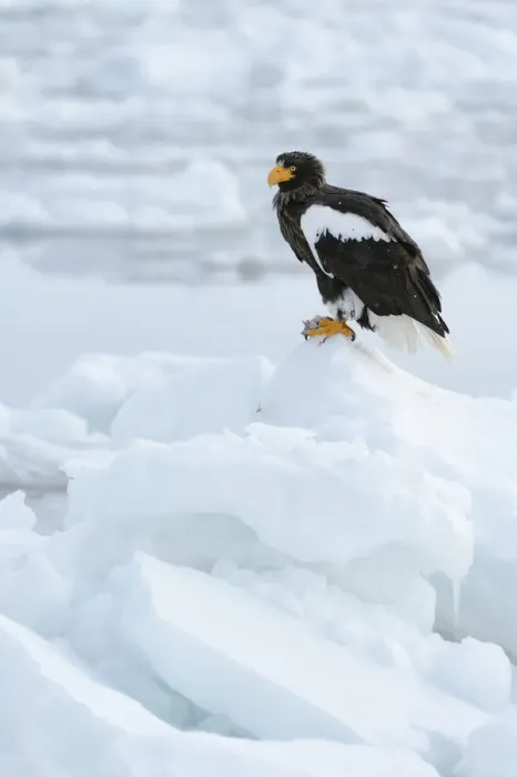 Framed Print : Stellers Sea Eagle -Haliaeetus pelagicus- perched on an ice floe, Rausu, Menashi, Hokkaido, Japan