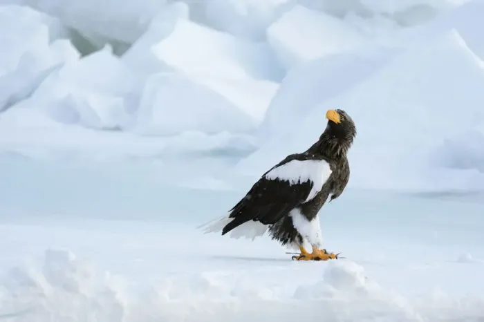 Framed Print : Stellers Sea Eagle -Haliaeetus pelagicus- perched on an ice floe, Rausu, Menashi, Hokkaido, Japan Framed Print : Stellers Sea Eagle -Haliaeetus pelagicus- perched on an ice floe, Rausu, Menashi, Hokkaido, Japan