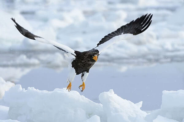 Stellers Sea Eagle -Haliaeetus pelagicus- taking off from an ice floe, Rausu, Menashi, Hokkaido, Japan