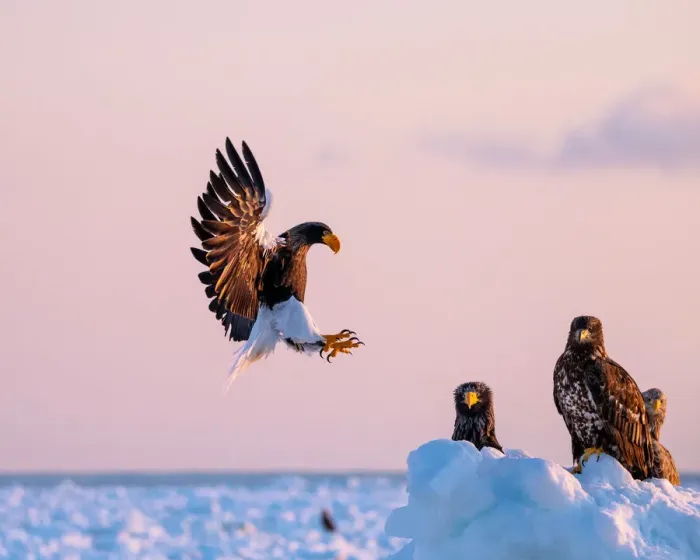 Framed Print : Stellers sea eagle landing