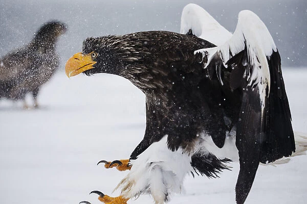 A Stellers sea eagle landing in a snow storm