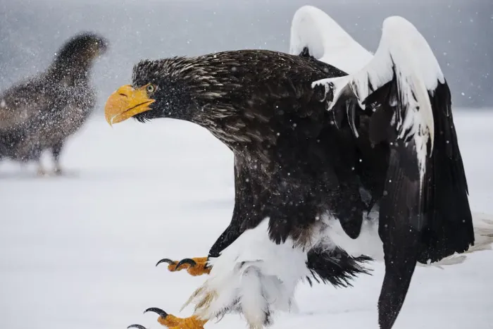 Framed Print : A Stellers sea eagle landing in a snow storm Framed Print : A Stellers sea eagle landing in a snow storm