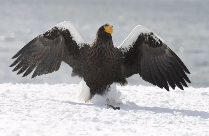 Framed Print : Stellers sea eagle on snow at Rausu harbour Framed Print : Stellers sea eagle on snow at Rausu harbour