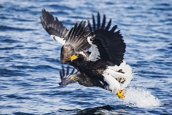 Two Stellers sea eagles collide while an attempt fishing