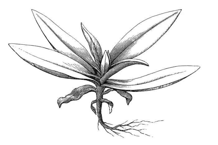 Framed Print : Stemless gentian (Gentiana acaulis)