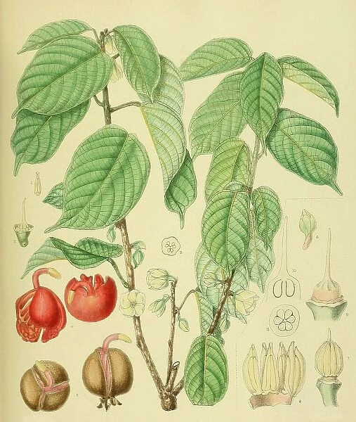 Stemonoporus affinis, native to Southeast Asia, Sri Lanka, digitally restored historical colour print from 1893