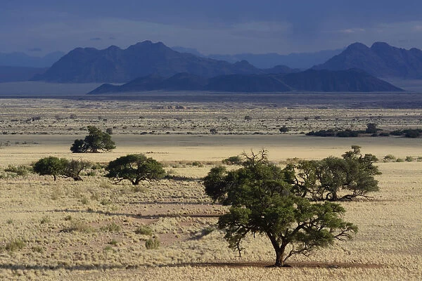 Steppe landscape or veldt, Namib, Hardap Region, Namibia