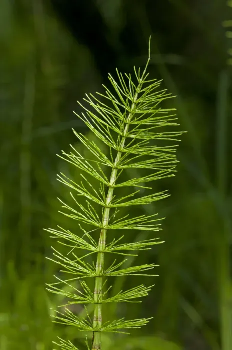 Framed Print : Sterile shoot of Field Horsetail -Equisetum arvense-, Kaiserstuhl, Baden-Wurttemberg, Germany Framed Print : Sterile shoot of Field Horsetail -Equisetum arvense-, Kaiserstuhl, Baden-Wurttemberg, Germany