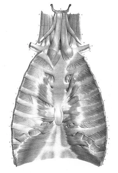 Sternum anatomy engraving 1866