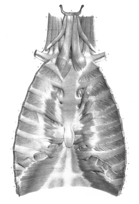 Framed Print : Sternum anatomy engraving 1866 Framed Print : Sternum anatomy engraving 1866