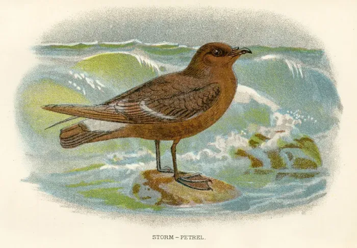 Framed Print : Sterom petrel birds from Great Britain 1897 Framed Print : Sterom petrel birds from Great Britain 1897