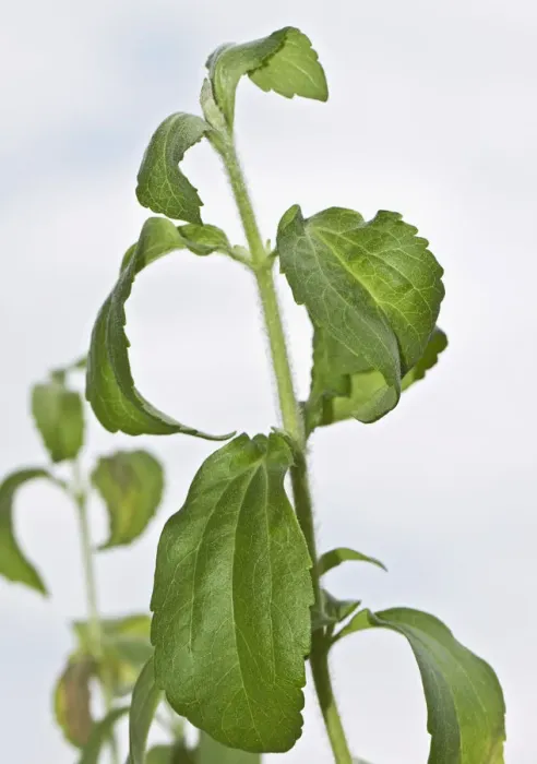 Framed Print : Stevia, sweetleaf or sugarleaf -Stevia rebaudiana- Framed Print : Stevia, sweetleaf or sugarleaf -Stevia rebaudiana-
