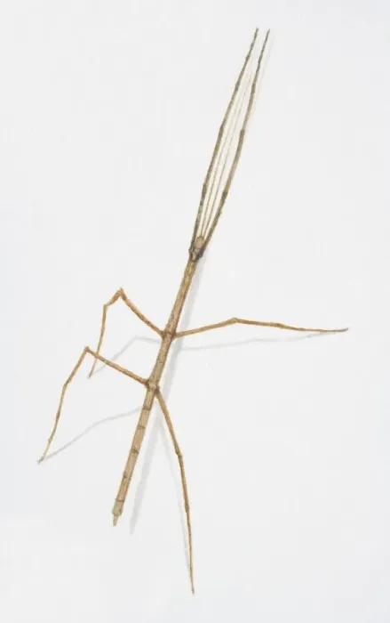 Framed Print : Stick Insect, Anchiale maculata, side view Framed Print : Stick Insect, Anchiale maculata, side view
