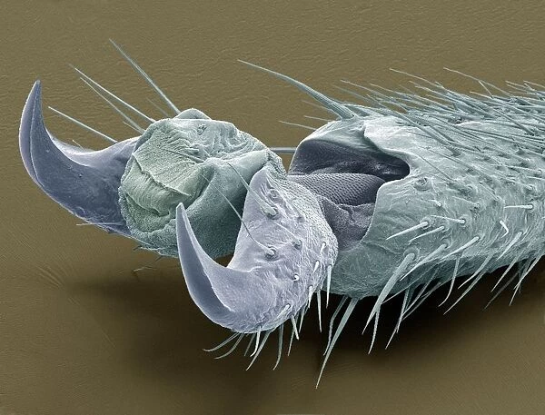 Stick insect foot, SEM
