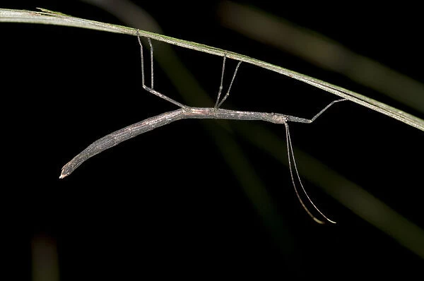 Stick insect -Phasmida-, Tandayapa region, Andean cloud forest, Ecuador, South America