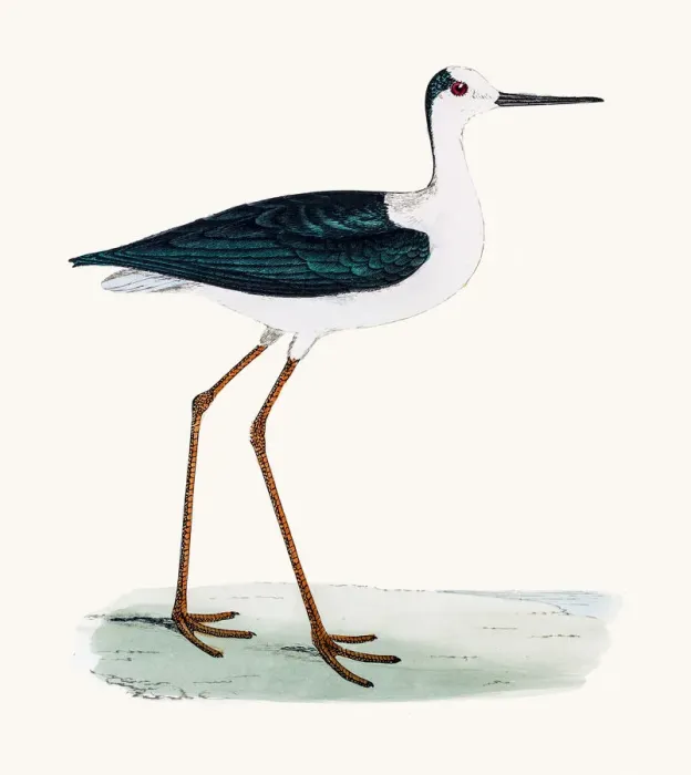 Framed Print : Stilt bird Framed Print : Stilt bird