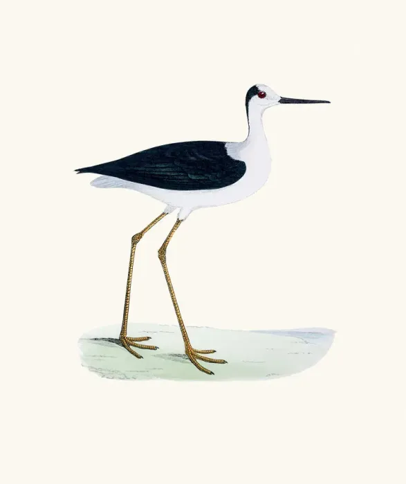 Framed Print : Stilt bird 19 century illustration Framed Print : Stilt bird 19 century illustration